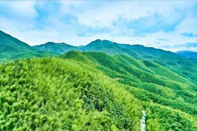 仁化縣長(zhǎng)江鎮(zhèn)大力發(fā)展毛竹產(chǎn)業(yè) 讓綠竹子長(zhǎng)出“金葉子”