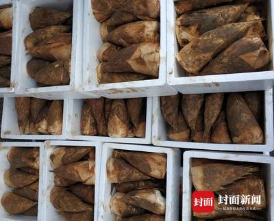 四川宜賓長寧冬筍進入產(chǎn)銷旺季 一個工廠一天銷售數(shù)萬斤